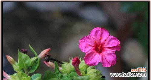 探秘夜来香的花语与传说 夜来香——传说中的花香仙子