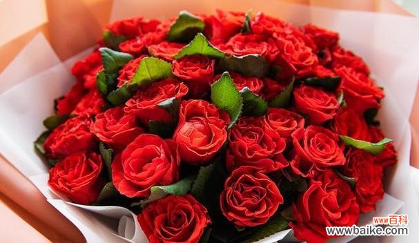 探寻红玫瑰的美丽与深意 红玫瑰的意义与象征