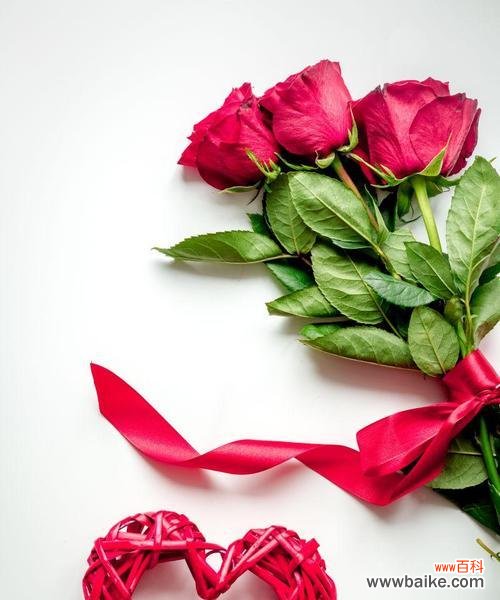 探寻红玫瑰的美丽与深意 红玫瑰的意义与象征