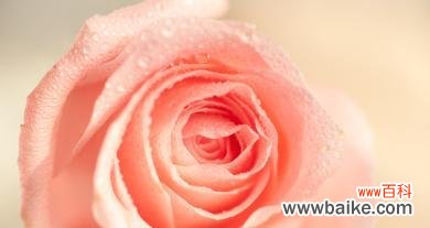 一朵芳香的爱意 粉玫瑰的象征意义