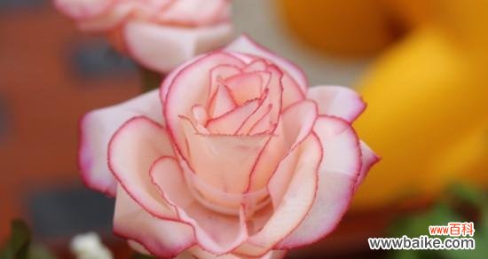 一朵芳香的爱意 粉玫瑰的象征意义