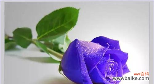 从她的颜色到神秘的力量——一朵蓝色妖姬的深层寓意 蓝色妖姬的象征意义