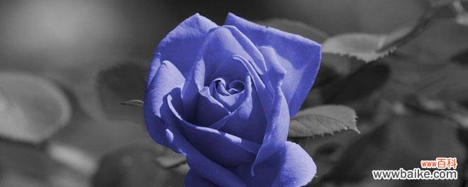 从她的颜色到神秘的力量——一朵蓝色妖姬的深层寓意 蓝色妖姬的象征意义