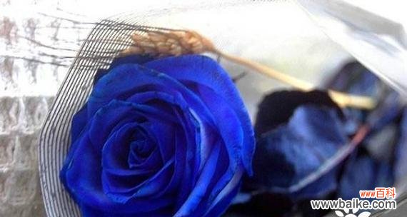 深入探索蓝玫瑰所代表的含义和象征 蓝玫瑰的神秘之意
