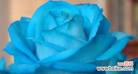 探索蓝玫瑰的独特寓意 一朵蓝玫瑰的象征意义