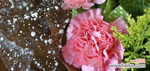 一朵康乃馨所代表的意义与寓意 康乃馨