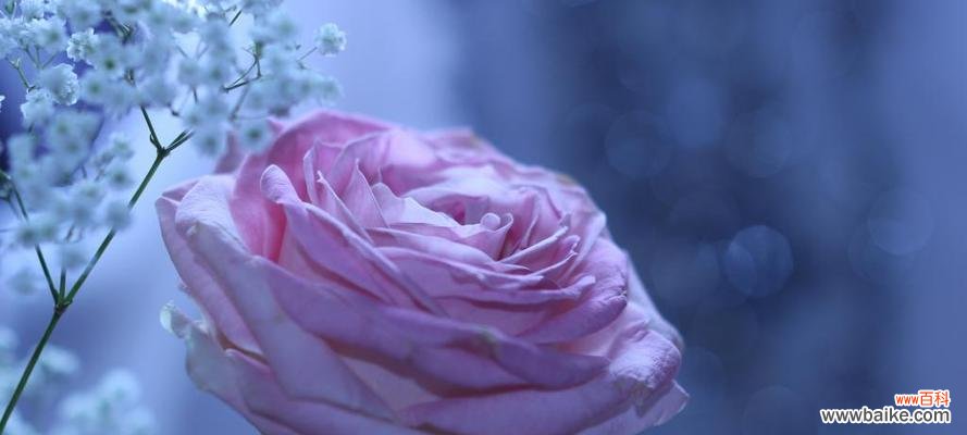 探寻紫玫瑰的神秘芬芳,带来的深刻寓意 一朵紫玫瑰的象征意义和魅力
