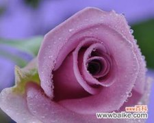 探寻紫玫瑰的神秘芬芳，带来的深刻寓意 一朵紫玫瑰的象征意义和魅力