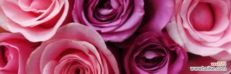 探寻紫玫瑰的神秘芬芳,带来的深刻寓意 一朵紫玫瑰的象征意义和魅力