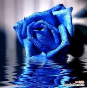 追寻花海中的天使 蓝色妖姬的花语——华丽与神秘并存