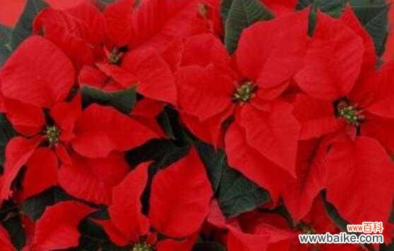 探寻一品红花语的深刻内涵与象征意义 一品红花语之美丽与坚强