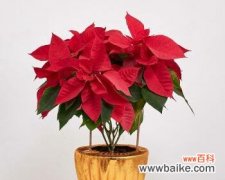 探寻一品红花语的深刻内涵与象征意义 一品红花语之美丽与坚强