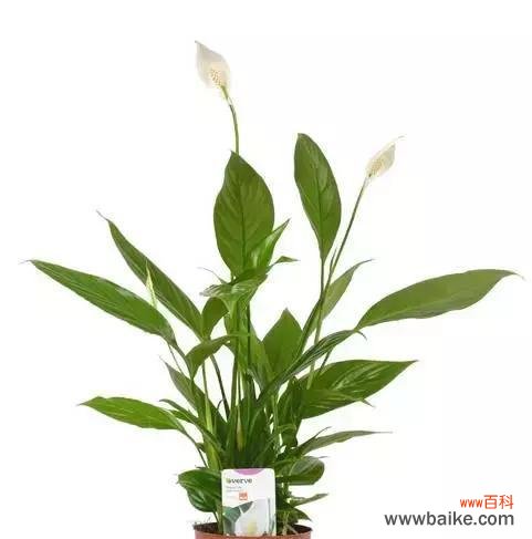 花开盛世,万象归心——以一帆风顺花为主题的寓意探究 以一帆风顺花的寓意——人生如意开放之花