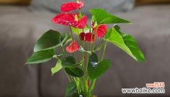 以花之语祝福人生顺遂幸福无忧 一帆风顺花的祝福与花语