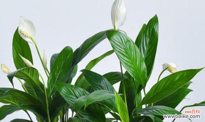 以花之语祝福人生顺遂幸福无忧 一帆风顺花的祝福与花语