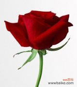一朵红玫瑰代表的意义与传递的情感 红玫瑰的寓意与象征