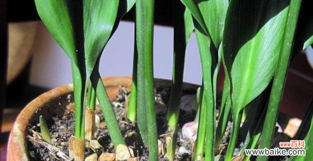 探索一叶兰花的花语和象征意义 一叶兰花的深刻寓意