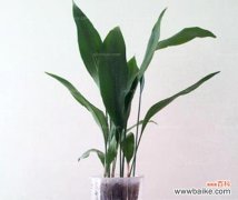 探索一叶兰花的花语和象征意义 一叶兰花的深刻寓意