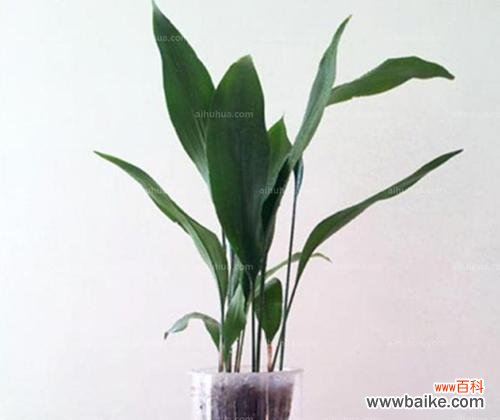 探索一叶兰花的花语和象征意义 一叶兰花的深刻寓意