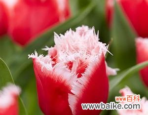 传递情感的小巧使者 郁金香花语解读——几朵郁金香的含义