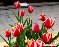 传递情感的小巧使者 郁金香花语解读——几朵郁金香的含义