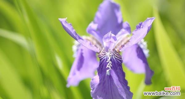 蒲公英的花语 蒲公英与鸢尾
