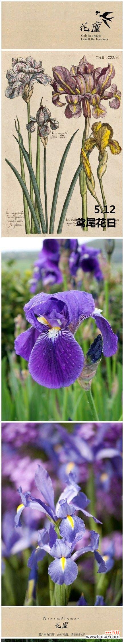 蒲公英的花语 蒲公英与鸢尾