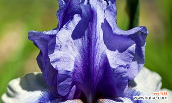 揭开鸢尾花的花语之谜 鸢尾花
