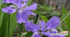 解读鸢尾花的语言和神秘故事 鸢尾花的花语和传说