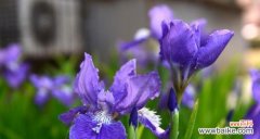 探寻鸢尾花的寓意和象征意义 鸢尾花之美