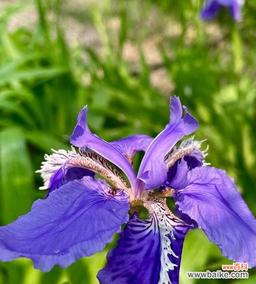探寻鸢尾花的意义与象征，展现其独特魅力与深远影响 鸢尾花