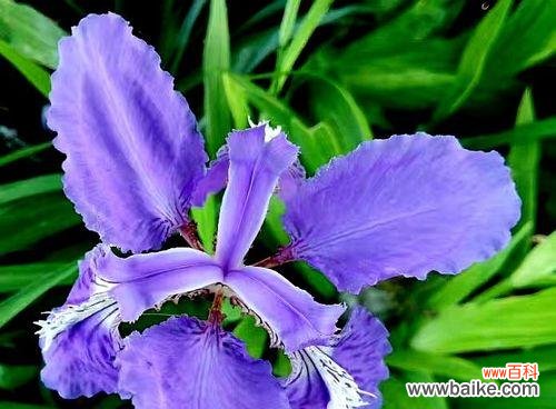 探寻鸢尾花的意义与象征，展现其独特魅力与深远影响 鸢尾花