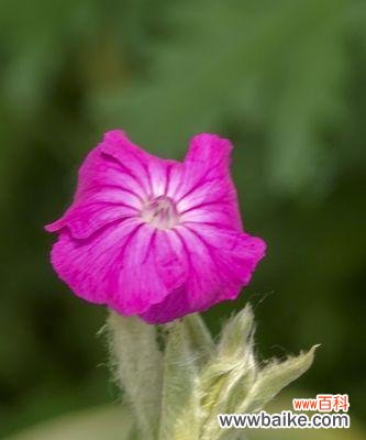 秋萝花语解读 剪秋萝，花开岁月之间