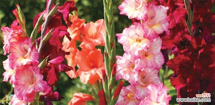 探寻剑兰花的深层含义 剑兰花的美丽与寓意