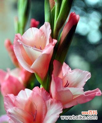 探寻剑兰花的文化内涵与审美特质 剑兰花的象征意义与美学价值