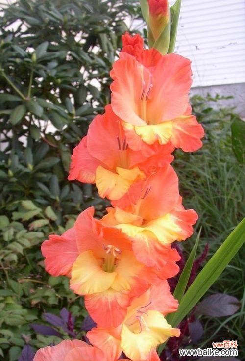 探寻剑兰花的文化内涵与审美特质 剑兰花的象征意义与美学价值