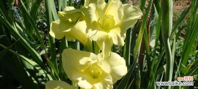 揭开剑兰花的象征之谜 剑兰花的寓意与花语