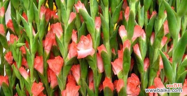 揭开剑兰花的象征之谜 剑兰花的寓意与花语