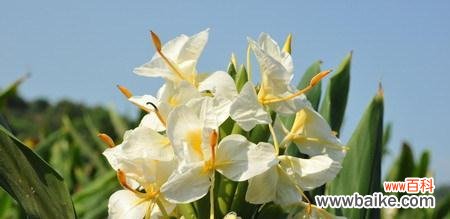 揭示姜花的花语和寓意 姜花花语与寓意