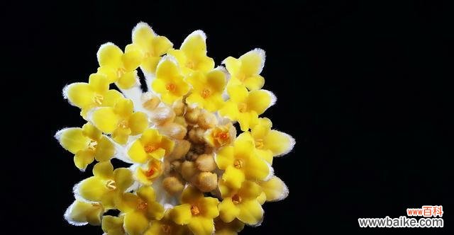 传承千年的花香传说 以结香的花语及其传说故事