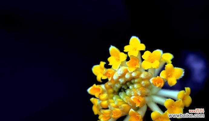 传承千年的花香传说 以结香的花语及其传说故事