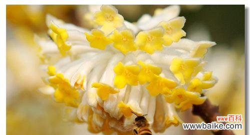 传承古老文化 以结香花的寓意与风水之道