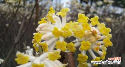 传承古老文化 以结香花的寓意与风水之道