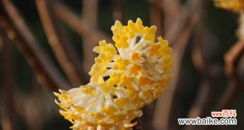 传承古老文化 以结香花的寓意与风水之道