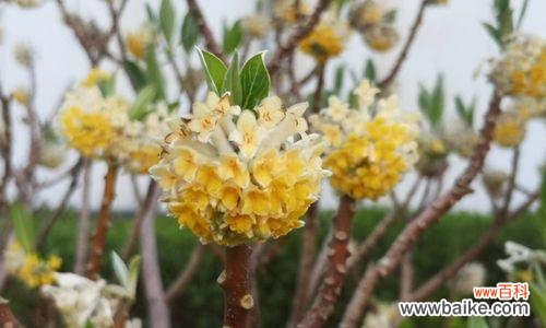 永恒的香气 以结香花的寓意——美好的永恒和祝福