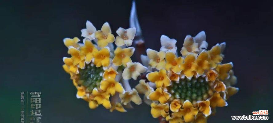 永恒的香气 以结香花的寓意——美好的永恒和祝福