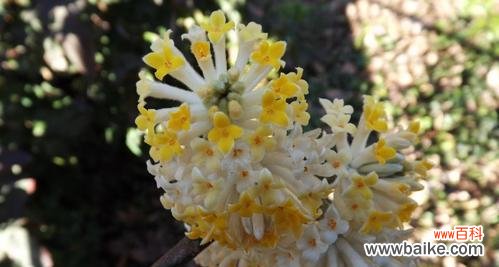 永恒的香气 以结香花的寓意——美好的永恒和祝福