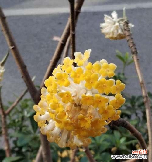香花的魅力与神秘 以结香花语之美——探寻花朵背后的情感与意义