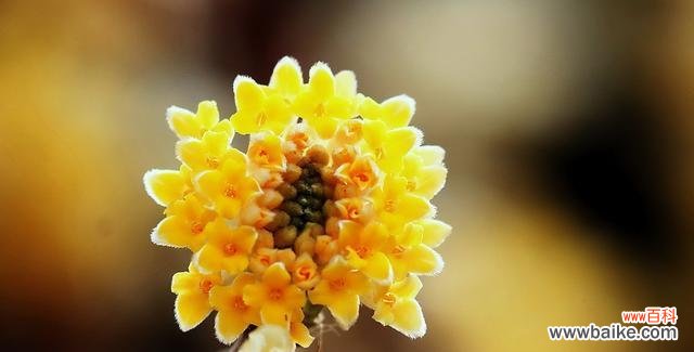 香花的魅力与神秘 以结香花语之美——探寻花朵背后的情感与意义