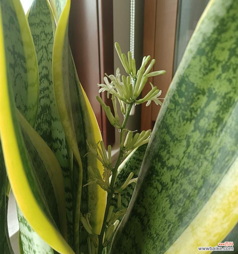 金边虎皮兰绽放的美丽与吉祥 金边虎皮兰开花的寓意——繁荣昌盛